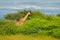 Giraffe, green vegetation with animal. Wildlife scene from nature, Okavango, Botswana, Africa. Giraffe, between the trees, blue sk