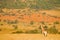 Giraffe, green vegetation with animal. Wildlife scene from nature, Pilanesberg NP, Africa. Green vegetation in Africa