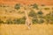 Giraffe, green vegetation with animal. Wildlife scene from nature, Pilanesberg NP, Africa. Green vegetation in Africa