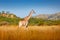 Giraffe, green vegetation with animal. Wildlife scene from nature, Pilanesberg NP, Africa. Green vegetation in Africa