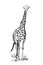 Giraffe hand drawn illustrations