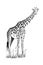 Giraffe hand drawn illustrations