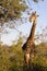 Giraffe Having Breakfast During a Safari