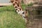 Giraffe having a drink of water.