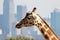 Giraffe head with city skyline in background