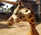 Giraffe head close-up with eyes, ears, mane