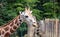 Giraffe head feeding detail photography in nature