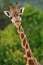 Giraffe head with neck