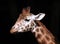 Giraffe Head and Neck against a solid black background