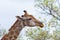Giraffe head and neck profile, close up and portrait. Wildlife Safari in the Kruger National Park, the main travel destination in