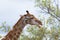Giraffe head and neck profile, close up and portrait. Wildlife Safari in the Kruger National Park, the main travel destination in