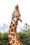Giraffe Head Stretching against Overcast White Sky and Skyline