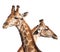 Giraffe heads