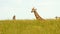 Giraffe Heads Poking up out of Savannah Grass