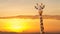 Giraffe Heart Spots African Sunrise