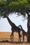 Giraffe and her calf under tree