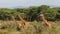 Giraffe herd in Africa wildlife conservation national park