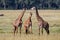 Giraffe herd in the Masai Mara