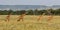 Giraffe herd in the Masai Mara