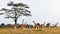 Giraffe herd in savannah