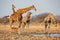 Giraffe herd at waterhole