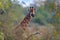 Giraffe hidden in orange and green autumn vegetation. Giraffes head in the forest, Kruger National Park, wildlife. Green season in