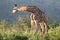 Giraffe in Hluhluwe-Umfolozi Park