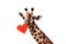 Giraffe hold red heart card in the mouth on white