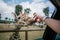 Giraffe and human hand in Fasano apulia safari zoo Italy