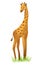 Giraffe illustration.orange animal. Hand drawn giraffe standing on grass.
