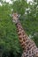 Giraffe at Imfolozi-Hluhluwe Game Reserve in Zululand South Africa