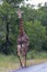 Giraffe at Imfolozi-Hluhluwe Game Reserve in Zululand South Africa