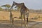 Giraffe with Infant