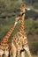 Giraffe interaction