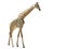 Giraffe isolated