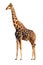 Giraffe isolated