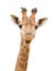 Giraffe Isolated