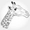 Giraffe isolated black contour on white background. Sketch, hand