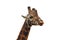 Giraffe isolated on white.