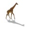 Giraffe isolated on white background with shadow