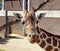 A Giraffe in its Zoo Enclosure
