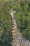 A Giraffe in the Jerusalem, Israel, Zoo