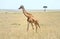 giraffe in Kenya