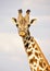 Giraffe in Kenya, safari in Africa