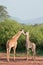 Giraffe in Kenya, safari in Tsavo.