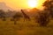 Giraffe Kenyan sunrise
