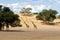 Giraffe - Kgalagadi - Kalahari - South Africa