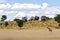 Giraffe - Kgalagadi - Kalahari - South Africa