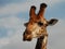 Giraffe. Kgalagadi Transfrontier Park. Northern Cape, South Africa