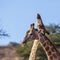 Giraffe in Kgalagadi transfrontier park, South Africa